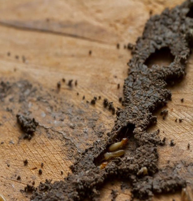 Termite